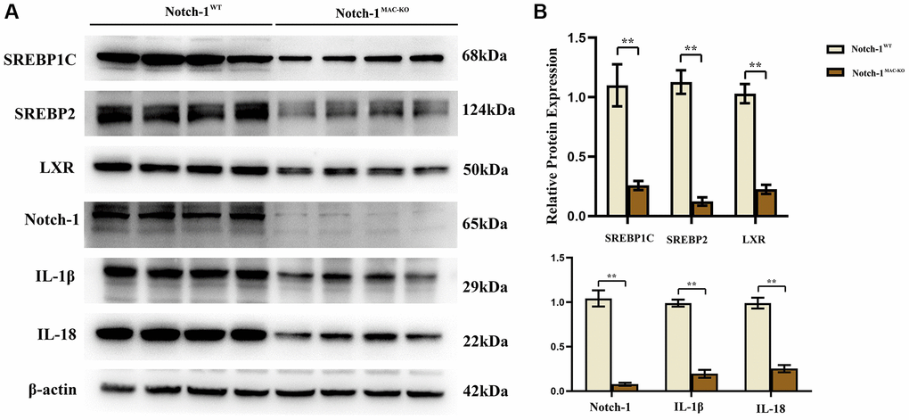 Notch-1MAC-KO regulates the expression of inflammation-related factors and lipid synthesis proteins in macrophages of HFD-induced NAFLD mice. (A) Protein band plots of SREBP1C, SREBP2, LXR, IL-1β, IL-18 and Notch-1 in macrophages. (B) Relative protein expression of SREBP1C, SREBP2, LXR, IL-1β, IL-18 and Notch-1 in macrophages. (**p *p p > 0.05; N = 6).