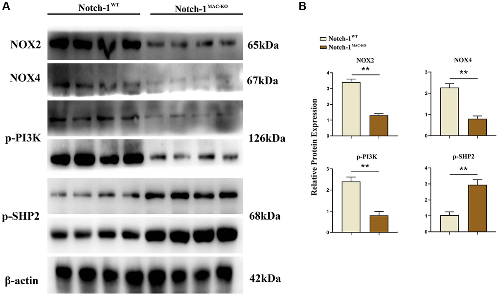 Notch-1MAC-KO regulates the expression of oxidative stress-related factors and related proteins in macrophages of HFD-induced NAFLD mice. (A) Protein band plots of NOX2, NOX4, p-PI3K and p-SHP2 in macrophages. (B) Relative protein expression of NOX2, NOX4, p-PI3K and p-SHP2 in macrophages. (**p *p p > 0.05; N = 6).