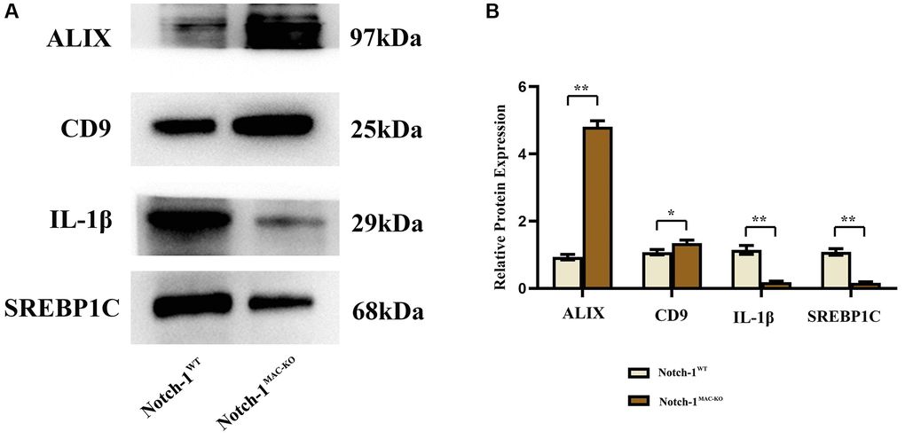 Notch-1MAC-KO reduces inflammation-related factors in exosomes of macrophages from mice with HFD-induced NAFLD. (A) Protein band plots of ALIX, CD-9, IL-1β and SREBP1C in exosomes. (B) Relative protein expression levels of ALIX, CD-9, IL-1β and SREBP1C were detected in exosomes isolated from macrophages. (**p *p p > 0.05; N = 6).