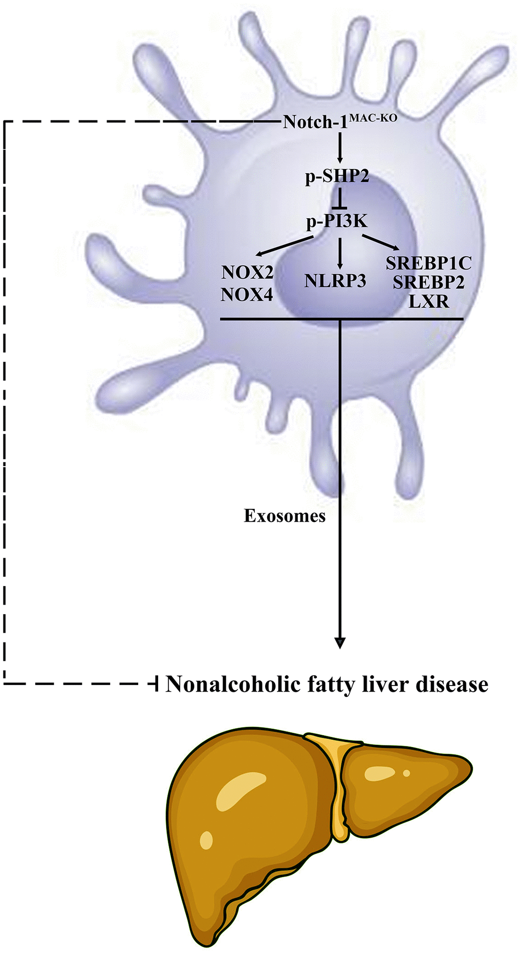 Specific knockout of Notch-1 in mice facilitates the phosphorylation of SHP2 in macrophages to suppress inflammatory factors, lipid synthesis and exosome secretion. This reduces the secretion of macrophage exosomes carrying inflammatory factors and lipid-synthesizing proteins to hepatocytes, thus protecting against NAFLD in mice.