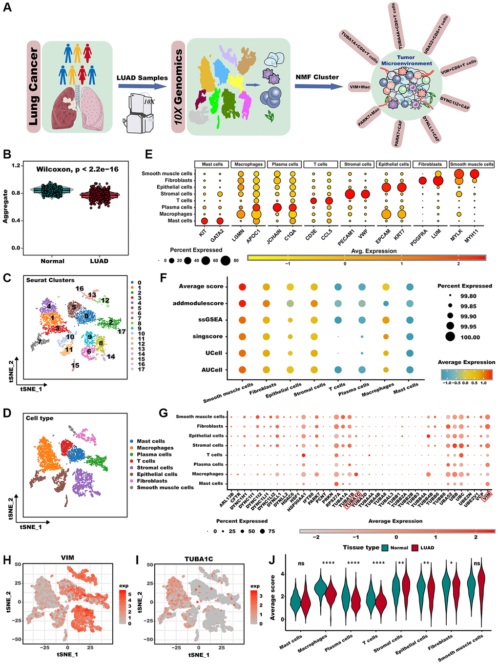 Overview of aggrephagy gene expression in the scRNA-seq for LUAD. (A) The overall design of this study. (B) The GSVA scores based on the aggrephagy gene set were compared between normal and LUAD samples. (C) t-SNE plot colored by 18 cluster of cells. (D) Cell type annotations clustered by Seurat t-SNE in the scRNA-seq data. (E) Dot plot showing representative marker genes for each cell type. (F) Bubble plot showing aggrephagy scores for each cell type. (G) Dot plot showing the expression level of aggrephagy genes in all cell types. (H, I) Expression of example genes VIM (H), and TUBA1C (I) in different cell types. (J) The difference in average aggrephagy score in each cell type in normal and LUAD samples. *p **p ***p 