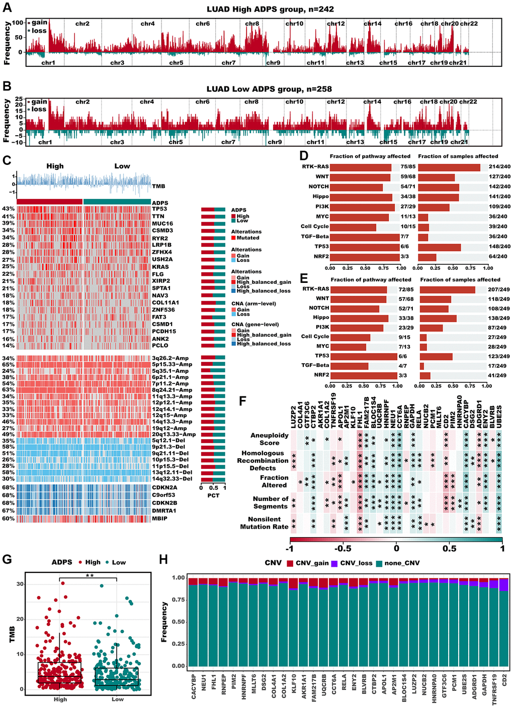 Multi-omics alteration characteristics of the ADPS in the TCGA dataset. (A, B) GISTIC 2.0-based chromosome amplifications and deletions in high (A) and low (B) ADPS groups. (C) Genomic alteration landscape according to ADPS. Tumor mutation burden (TMB), relative contribution of four mutational signatures, top 20 mutated genes and broad-level CNA (>20%). The proportion of the high and low ADPS groups in each alteration is presented in the right bar charts. (D, E) The mutation frequencies of nine common oncogenic pathways in the high ADPS (D) and low (E) groups. (F) Correlation heatmap of ADPS-related genes with Aneuploidy Score, Homologous Recombination Defects, Fraction Altered, Number of Segments, and Nonsilent Mutation Rate. (G) Difference of TMB score between high and low ADPS group. (H) CNV mutations (gain, loss, none) of ADPS-related genes. *p **p ***p 