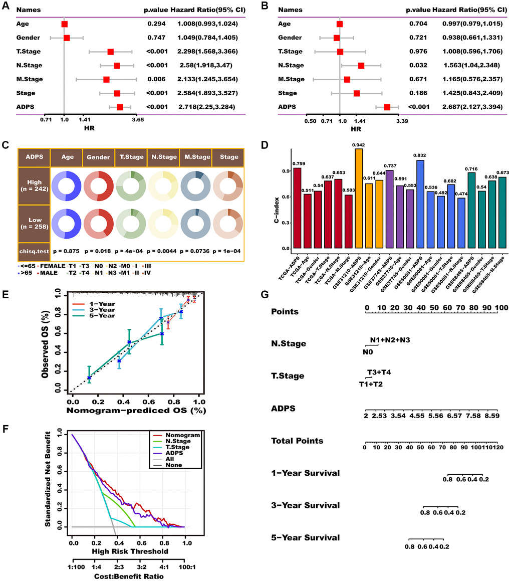 Prognostic value of the ADPS and nomogram construction. (A, B) Univariate Cox (A) and multivariate Cox (B) analysis of the ADPS and clinicopathological characteristics. (C) Circos plot of different clinical factors in two ADPS groups. (D) The C-index of the ADPS and various clinical factors in the TCGA, GSE31210, GSE37745, GSE50081, and GSE68465 datasets. (E) Calibration curves for 1, 3, and 5 years of nomogram. (F) Decision curve for nomogram. (G) Nomogram model integrating the ADPS and stage was constructed.