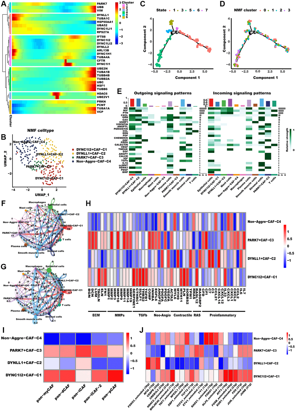 Aggrephagy genes modified the features of CAF. (A) Pseudotime trajectory analysis of aggrephagy genes in CAFs. (B) NMF clustering and annotation in CAFs classified by aggrephagy gene expression features. (C, D) The developing status of NMF-based CAF clusters obtained in pseudotime analysis. (E) A heat map summarizing the outgoing (secreting) and incoming (target) signal pathways of NMF-based aggrephagy-related CAF subtypes and other cell types. (F, G) The number (F, number of interactions) and weight (G, interaction weights/strength) of cell-cell interactions between Agg-related CAF subtypes and other cell types. (H) Heatmap showing the different average expression of common signaling pathway genes in the aggrephagy-related CAF subtypes, including collagens, ECM, MMPs, TGFb, Neo-Angio, Contractile, RAS and Proinflammatory. (I) Different aggrephagy-related CAF subtypes were correlated with the previous signatures. (J) Heatmap showing the significantly different activities of TFs among aggrephagy-related CAF subtypes by comparing the average AUC using pySCENIC in Python.