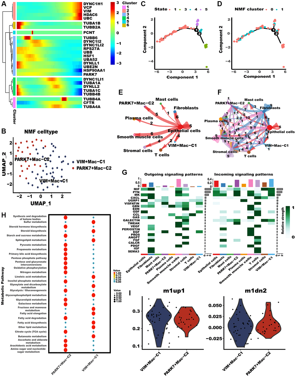 Tumor-associated macrophages (TAMs) differed in metabolism and polarization during aggrephagy. (A) Pseudotime trajectory analysis of aggrephagy genes in TAMs. (B) NMF clustering and annotation in TAMs classified by aggrephagy gene expression features. (C, D) The developing status of NMF-based TAM subtypes obtained in pseudotime analysis. (E, F) The number and weight of cell-cell interactions between aggrephagy-related TAM subtypes and other cell types. (G) A heat map summarizing the outgoing (secreting) and incoming (target) signal pathways of NMF-based aggrephagy-related TAM subtypes and other cell types. (H) Metabolic status of aggrephagy-related TAM subtypes analyzed by scMetabolism. (I) M1-like/M2-like phenotype scoring among different aggrephagy-related TAM subtypes.