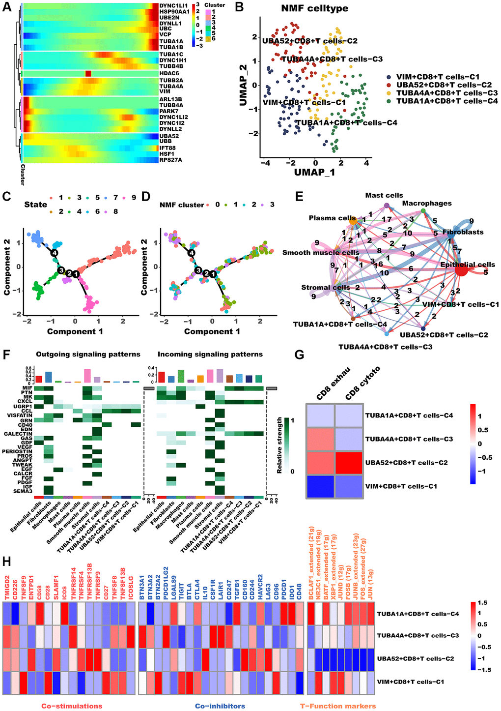 CD8+T cells differed in metabolism and polarization during aggrephagy. (A) Pseudotime trajectory analysis of aggrephagy genes in CD8+T cells. (B) NMF clustering and annotation in CD8+T cells classified by aggrephagy gene expression features. (C, D) The developing status of NMF-based CD8+T cells subtypes. (E) The number and weight of cell-cell interactions between aggrephagy-related CD8+T cells subtypes and other cell types. (F) A heat map summarizing the outgoing (secreting) and incoming (target) signal pathways of NMF-based aggrephagy-related CD8+T cells subtypes and other cell types. (G) Heatmap showing the comparison of CD8+T cell function signatures (exhaustion score and T cytotoxic score) between aggrephagy-related CD8+T cells subtypes. (H) Heatmap showing significantly different features among aggrephagy-related CD8+T cells subtypes, including Co-stimulations (left), Co-inhibitors (middle), and TFs (right).