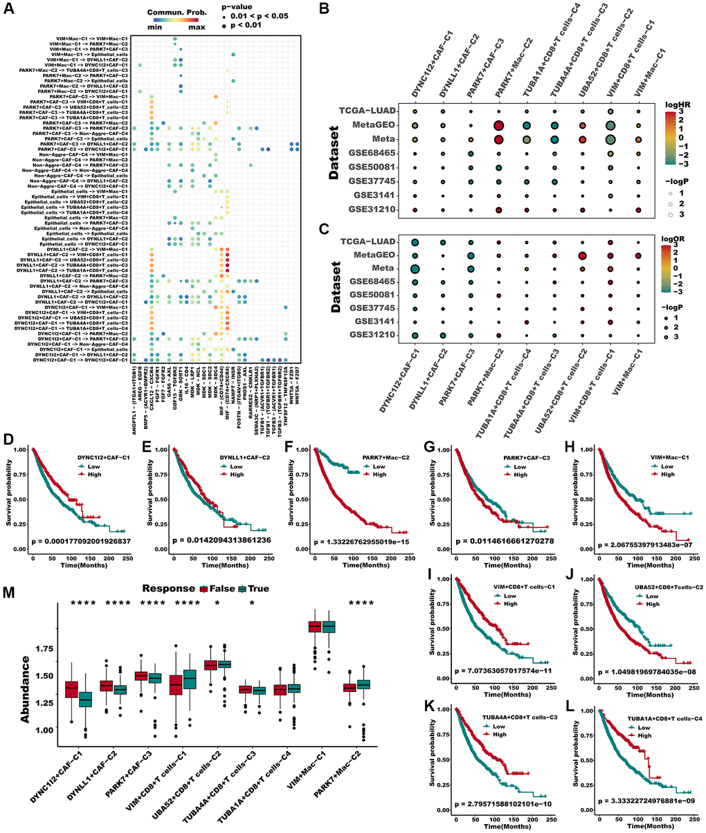 Multiple aggrephagy cell subtypes influenced the prognosis and immunotherapy response of LUAD patients. (A) The landscape of all cell-cell communication within all identified aggrephagy subtypes. (B) A hazard ration of different aggrephagy subtypes in 8 LUAD cohorts. (C) Odd ratio produced by logistic regression of different subtypes in 8 cohorts. (D–L) All aggrephagy cell subtypes could distinguish the survival of patients in Meta cohort. (M) Various aggrephagy-related subtypes demonstrated significantly different infiltration in responders and non-responders of ICB in TCGA cohorts, as predicted by TIDE. Mann Whitney-Wilcoxon test was applied between responders and non-responders. *p **p ***p 