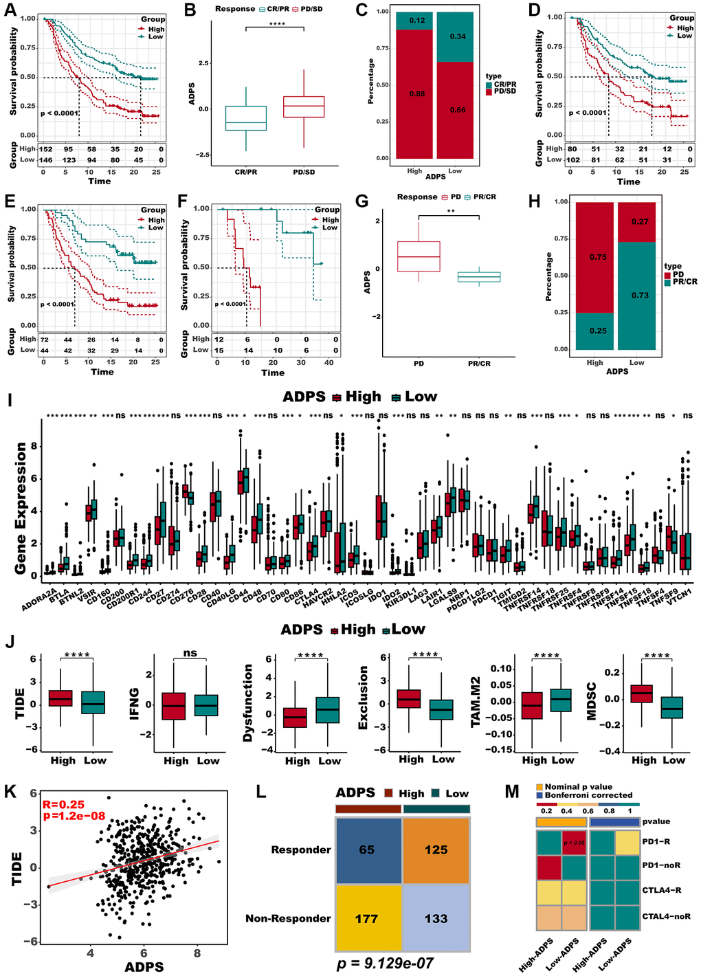 Immunotherapy response prediction of the ADPS. (A) Kaplan-Meier survival curves of the ADPS regarding OS in the IMvigor210 cohort. (B) Differences in ADPS among immunotherapy responses in the Imvigor210 cohort. (C) Distribution of immunotherapy responses among ADPS groups in the Imvigor210 cohort. (D) Prognostic differences between ADPS groups in early stage (stage I+II) patients in the Imvigor210 cohort. (E) Prognostic differences between ADPS groups in advanced stage (stage III+IV) patients in the Imvigor210 cohort. (F) Kaplan-Meier survival curves of the ADPS regarding OS in the GSE78220 cohort. (G) Differences in ADPS among immunotherapy responses in the GSE78220 cohort. (H) Distribution of immunotherapy responses among ADPS groups in the GSE78220 cohort. (I) Boxplot of relative expression levels at immune checkpoints between the high and low ADPS patients. (J) Boxplot of TIDE score between the high and low ADPS patients. (K) The relationship between the TIDE score and ADPS. (L) Contingency table between immunotherapy responses and ADPS groups based on TIDE algorithm. (M) Submap analysis of the two groups and 47 pretreated patients with comprehensive immunotherapy annotations. In submap analysis, a smaller p-value indicated a greater similarity of paired expression profiles. *p **p ***p 