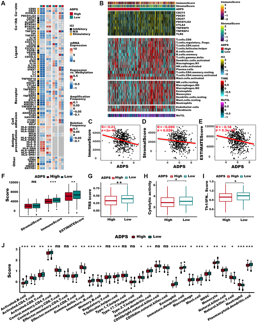 Immune characteristics of the ADPS in the TCGA dataset. (A) The correlation between the ADPS and immune modulators. (B) Heatmap exhibiting the immune score, stromal score, critical checkpoints, and cell types calculated through CIBERSORT analysis of the high and low ADPS groups. (C–E) Correlations between ADPS and immune score (C), stromal score (D), and ESTIMATE score (E). (F) Boxplot of relative stromal, immune, and ESTIMATE score between high and low ADPS groups. (G) Boxplot of relative TRS score between high and low ADPS groups. (H) Boxplot of relative cytolytic activity between high and low ADPS groups. (I) Boxplot of relative Th1/IFN score between high and low ADPS groups. (J) Boxplot of relative infiltrate abundance of 28 immune cell types between high and low ADPS groups. *p **p ***p 