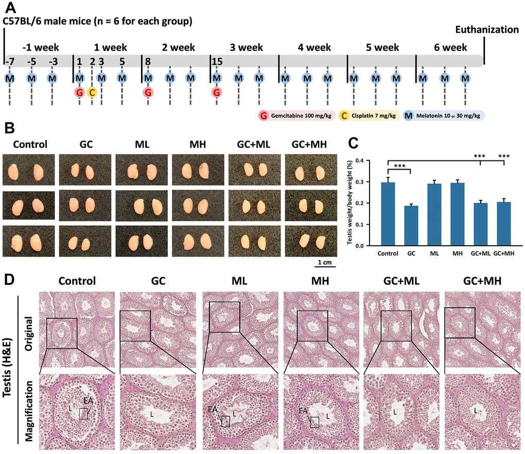 Effects of melatonin and gemcitabine plus cisplatin on the testis. The experimental design is illustrated in the timeline (A). Representative images of the testes sizes in mice are shown in (B). Testis weight relative to body weight under different treatments is presented as a percentage in (C, D) shows a cross-section of a mouse testicle stained with H&E, where L denotes the lumen, EA represents elongated spermatids, GC refers to Gemcitabine plus Cisplatin, ML represents low-dose melatonin (10 mg/kg), and MH represents high-dose melatonin (30 mg/kg). The data are presented as mean ± SEM, with 6 mice per group. Statistical significance is denoted as *** p 