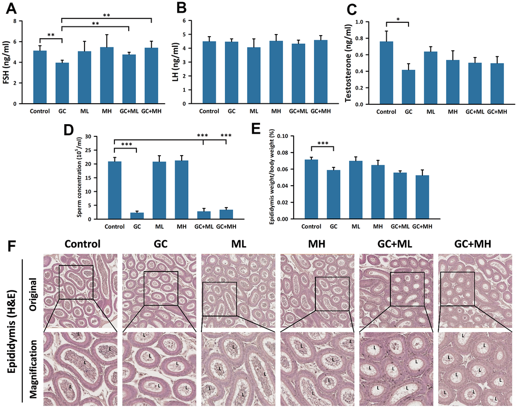 Effects of melatonin and gemcitabine plus cisplatin on the epididymis. The histogram presents the percentage of (A) FSH detection in serum, (B) LH detection in serum, (C) testosterone detection in serum, (D) sperm concentration in the epididymis, and (E) epididymis weight relative to body weight under different treatments. Additionally, (F) a cross-section of the mouse epididymis stained with H&E is shown. GC refers to gemcitabine plus cisplatin, ML represents low dose (10 mg/kg), and MH indicates high-dose (30 mg/kg) melatonin. The data are presented as mean ± SEM, with 6 mice per group (N = 6 mice per group). Statistical significance is denoted as * p 