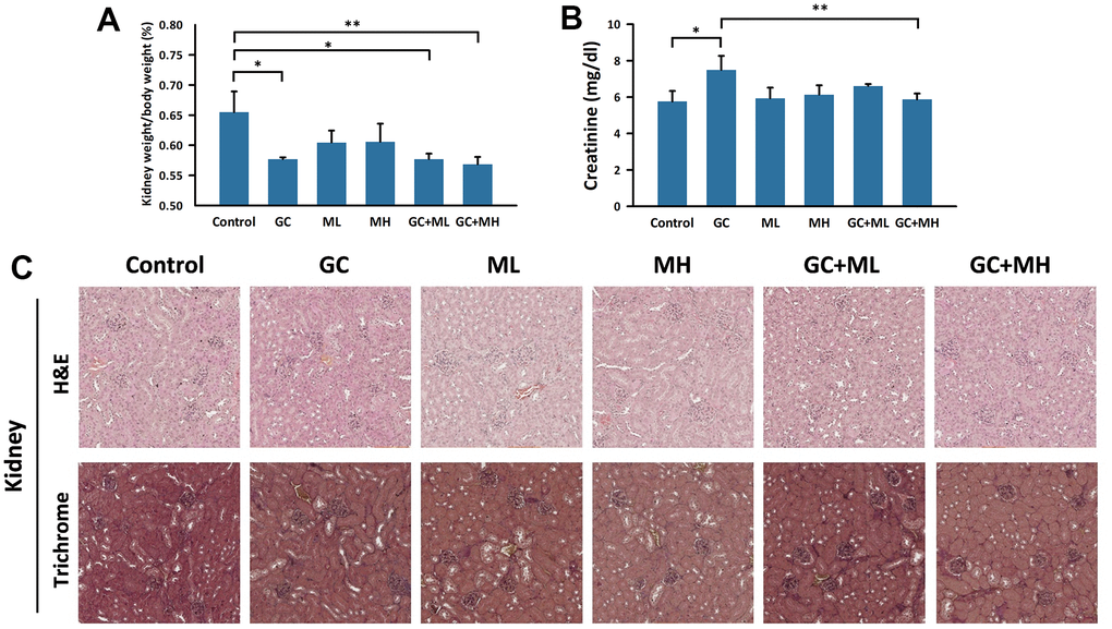 Effects of melatonin and gemcitabine plus cisplatin on the kidney. The histogram illustrates the percentage of (A) kidney weight/body weight under different treatments and (B) detection of creatinine in the serum. A tangential section of the mouse kidney stained with H&E and trichrome is shown in (C). GC refers to gemcitabine plus cisplatin, ML represents low dose (10 mg/kg) melatonin, and MH represents high dose (30 mg/kg) melatonin. The data are presented as mean ± SEM, with 6 mice per group (N = 6 mice per group). * p 