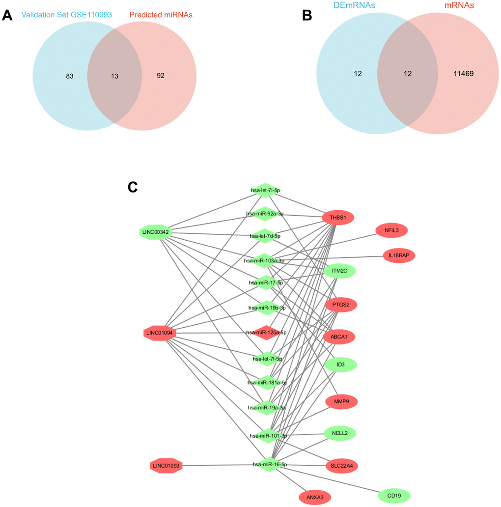 Triple ceRNA network construction. (A) Venn diagram showing the common miRNAs between validation set GSE110993 and predicted miRNAs. (B) Venn diagram showing the DEGs between DEmRNAs and mRNAs. (C) CeRNA network in IS, the octagon represents lncRNA, the diamond represents miRNAs, and the ellipse represents mRNAs. (red represents upregulated, and green represents downregulated).