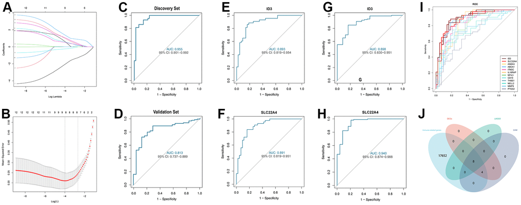 Comprehensive strategy to select the better DEIRG in IS. (A) 12 differentially expressed genes are represented by LASSO coefficient profiles. (B) Twelve differentially expressed genes were examined for binomial deviance profiles. (C) ROC curve for analysing LASSO regression model accuracy in the discovery set. (D) ROC curve for analysing LASSO regression model accuracy in the validation set. (E) ROC curve for ID3 in the discovery set. (F) ROC curve for SLC22A4 in the discovery set. (G) ROC curve for ID3 in the validation set. (H) ROC curve for SLC22A4 in the validation set. (I) ROC curve for SVM model accuracy in the discovery set. (J) Venn diagram for showing a comprehensive strategy among DEGs (pink circle), LASSO regression (light green circle), SVM models (purple circle), immune-related genes (light blue circle). DEIRS: differentially expressed immune-related signatures.