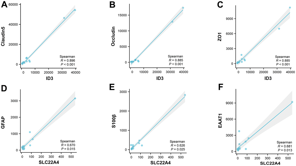 Correlation analysis based on the single cell level. (A–C) Correlation analysis of ID3 with Claudin5, Occludin and ZO1 in vascular endothelial cells. (D–F) Correlation analysis of SLC22A4 with GFAP, S100β and EAAT1 in astrocytes.