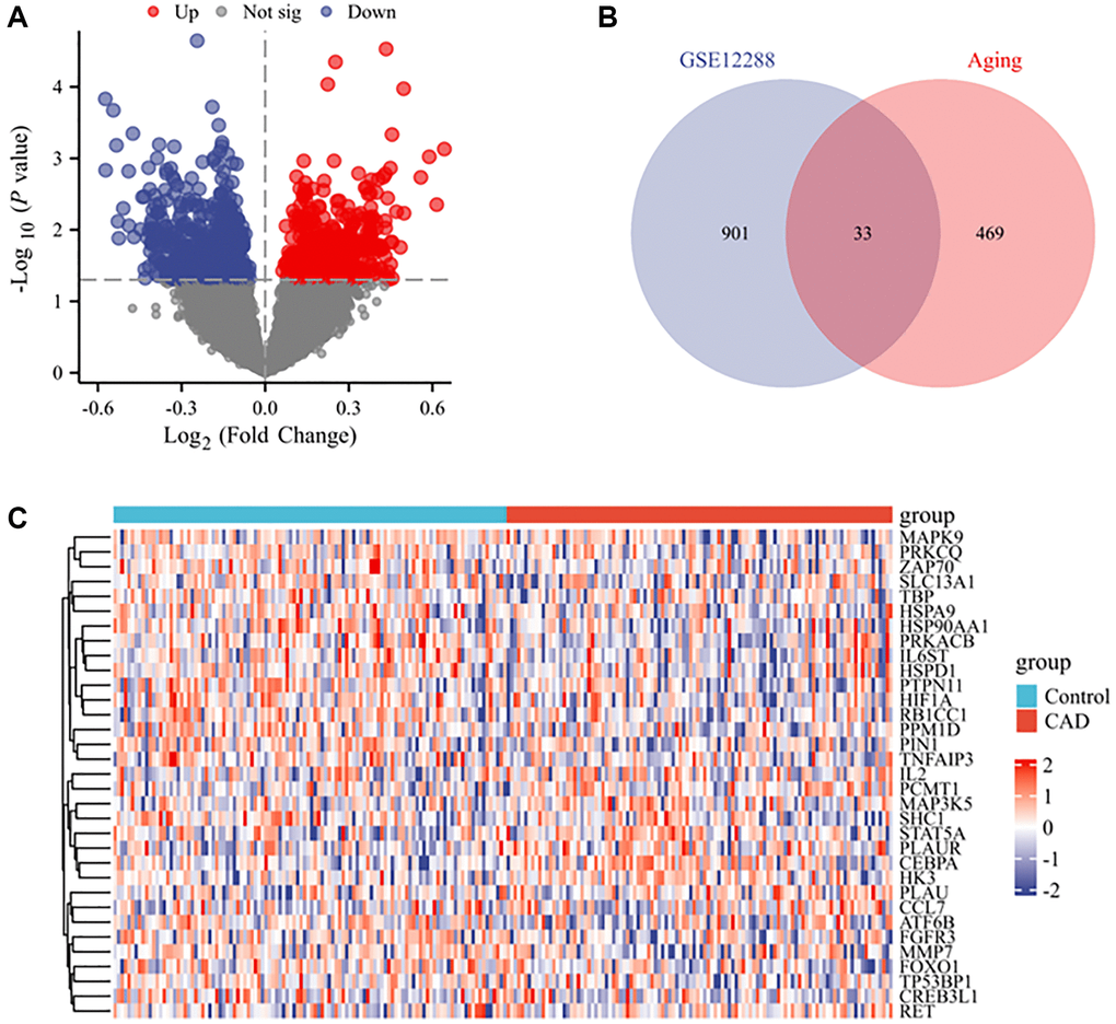 DEARGs between CAD and control groups. (A) Volcano plot of the DEGs from GSE12288 with P B) Venn diagram of CAD DEGs and ARGs. (C) Heatmap of the expression of 33 ARGs and CAD-related genes.