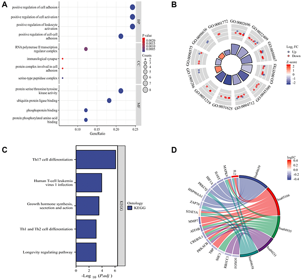 GO and KEGG enrichment analyses of 33 DEARGs. (A) Bubble plot of enriched GO terms. (B) The circle plot shows the top 12 GO terms. The inner circle represents the z-scores, and the outer circle represents the number of genes in the GO terms. Red indicates upregulated ARGs, and green indicates downregulated ARGs. (C) KEGG pathways of DEARGs. (D) Chord plot of enriched KEGG pathways. Abbreviations: BP: biological process; CC: cellular component; MF: molecular function.