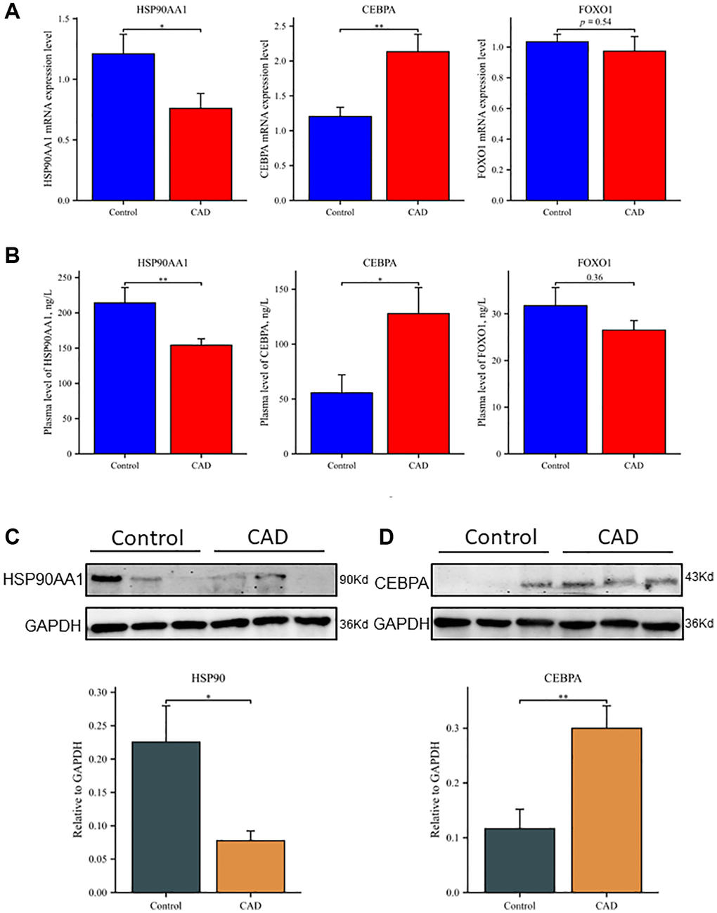 Differential expression of hub genes at transcription and translation levels in clinical samples. (A) Relative mRNA levels of HSP90AA1, CEBPA, and FOXO1 by RT-qPCR analysis in whole blood among controls (n = 50) and patients with CAD (n = 50). (B) Plasma expression levels of HSP90AA1, CEBPA, and FOXO1 in controls and patients with CAD. (C) Western blot analyses of HSP90AA1 protein levels in PBMCs, including representative blot images and a densitometric summary of the blot analysis after normalization to GAPDH. (D) Western blot analyses of CEBPA protein levels in PBMCs, including representative blot images and a densitometric summary of the blot analysis after normalization to GAPDH. *P **P 