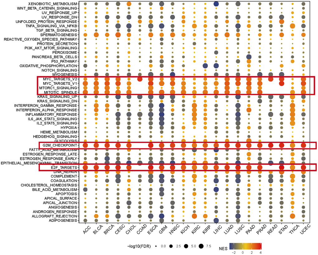 The hallmarks gene set enrichment analysis of KIFC1 in pan-cancer. The size of each circle represents the false discovery rate (FDR) value of the enriched term in each specific cancer, while the color indicates the normalized enrichment score (NES) of the corresponding term.