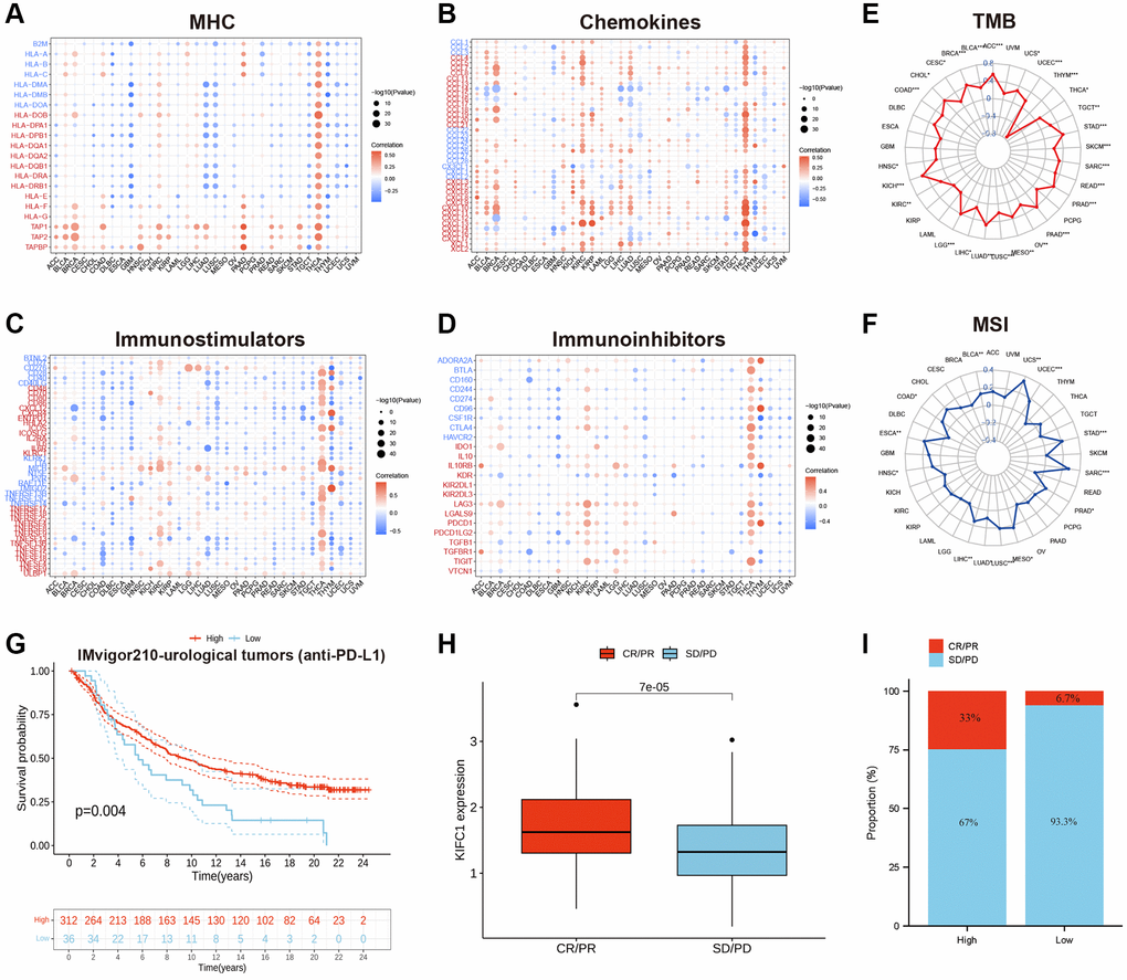 (A) The correlations between the KIFC1 expressions and MHC molecule in pan-cancer. (B) The correlations between the KIFC1 expressions and chemokines in pan-cancer. (C) The correlations between the KIFC1 expressions and immunostimulators in pan-cancer. (D) The correlations between the KIFC1 expressions and immunoinhibitors in pan-cancer. Red represents a positive correlation, and blue represents a negative correlation. (E) Association between KIFC1 expression and TMB. (F) Association between KIFC1 expression and MSI. (G) Kaplan-Meier curves for low- and high-KIFC1 patient groups in IMvigor210 cohort. (H) The differential expression of KIFC1 in the CR/PR group and SD/PD group. (I) The fraction of urological tumors patients with response to anti-PD-1 therapy in low- and high-KIFC1 subgroups of IMvigor210 cohort.