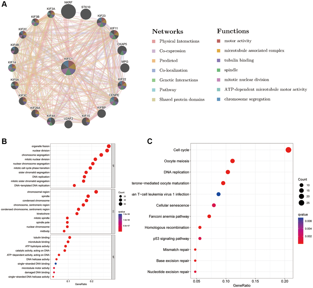 Predicted function of KIFC1 (A) The potential interaction molecular network of KIFC1 via GeneMANIA; (B, C) GO and KEGG functional enrichment analysis of KIFC1.