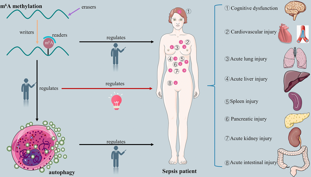 The overview of relationship between m6A methylation, autophagy, m6A-modified autophagy and sepsis.