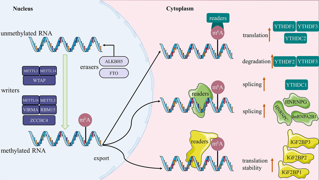 The sketch map of m6A methylation. Writers catalyze the m6A modification of RNA, erasers maintain the RNA in an unmethylated state, and the readers are ultimately responsible for determining the fate of the RNA (such as splicing, stability, degradation and translation).