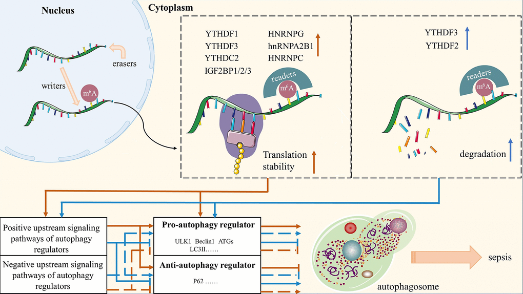 A summary of molecular mechanisms of m6A-modified autophagy on sepsis. Red arrows represent the role of m6A methylation in maintaining the stability of autophagy regulators and their upstream signaling pathways; Blue arrows represent the degradation of autophagy regulators and their upstream signaling pathways by m6A methylation.