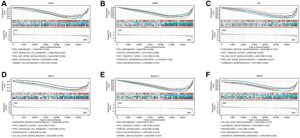 Significant genes related to six real hub genes and hallmark pathways in lung cancers were obtained by GSEA based on the Sangerbox website database using GSE175601. Top five gene sets according to a GSEA enrichment score for FXR1 (A), ESR1 (B), KIT (C), MCL1 (D), BCL2L11 (E), and HIF1A (F). Abbreviation: GSEA: Gene set enrichment analysis.