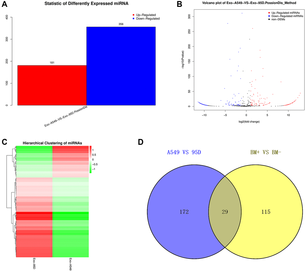 Analysis of the DE-exo-miRNAs. (A) Histogram showing the upregulated and downregulated DE-exo-miRNAs between the A549 and 95D cells. Red represented upregulated DE-exo-miRNAs; blue represented downregulated DE-exo-miRNAs. (B) The volcano map shows the distribution of DE-exo-miRNAs between A549 and 95D cells according to their P values and fold changes. Red dots represented upregulated DE-exo-miRNAs; blue dots represented downregulated DE-exo-miRNAs; black dots represented non-differentially-expressed miRNAs. (C) Heatmap showing DE-exo-miRNAs from A549 and 95D cells. The colors in the heatmap represented normalized gene expression values, with high expression values being colored in red and low expression values being colored in green. (D) The Venn diagram representing the 29 overlapping exo-miRNAs. Abbreviations: DE-exo-miRNAs: differentially expressed exosomal miRNAs; BM+: patients with bone metastasis; BM-: patients without bone metastasis.