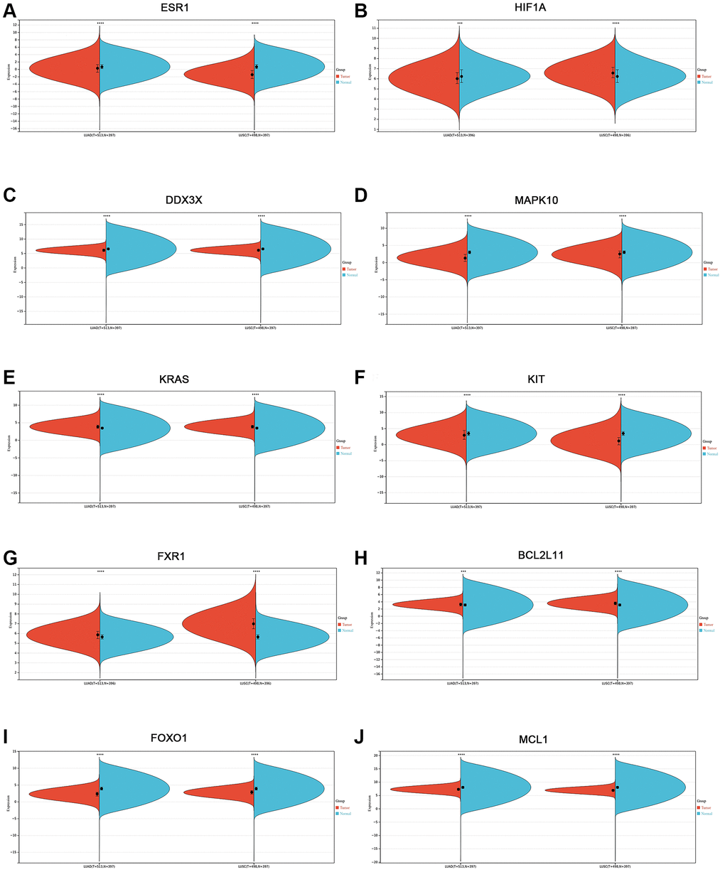 Validation of the mRNA expression level of 10 hub genes in lung cancer using the Sangerbox website database. (A) ESR1. (B) HIF1A. (C) DDX3X. (D) MAPK10. (E) KRAS. (F) KIT. (G) FXR1. (H) BCL2L11. (I) FOXO1. (J) MCL1. *p **p ***p 