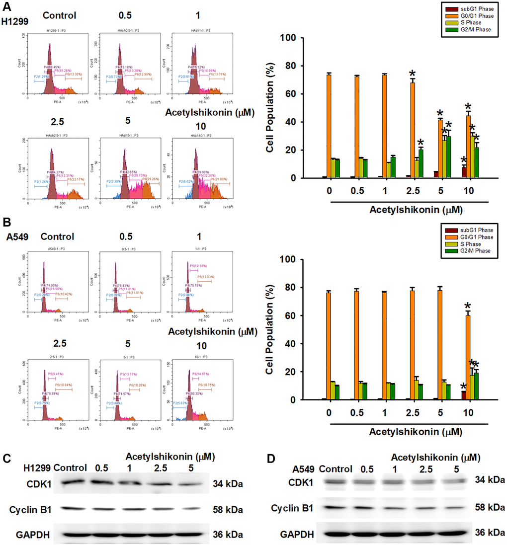 Acetylshikonin promoted DNA fragmentation and cell cycle arrest in G2/M phase. (A, B) Flow cytometry image results indicating cell cycle progression in H1299 and A549 cells following treatment with acetylshikonin (0.5–10 μM) for 24 h and PI staining for 30 min (n = 4). (C, D) Western blot analysis showing CDK1 and cyclin B1 protein expression in H1299 and A549 cells treated with acetylshikonin (0.5–10 μM) for 6 h (n = 4). Untreated cells were used as controls. Results are shown as means ± SD. *p 