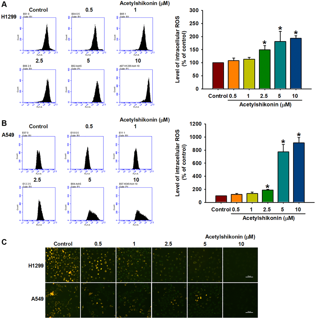 Acetylshikonin induced intracellular ROS production and depolarization of mitochondrial membrane potential. (A, B) Flow cytometry results indicating ROS production in H1299 and A549 cells following incubation with acetylshikonin (0.5–10 μM) and H2DCFDA for 30 min (n = 4). (C) Fluorescence microscope images used to analyze the MMP of NSCLC cells following incubation with acetylshikonin (0.5–10 μM) for 24 h and JC-1 staining for 30 min (n = 4). Scale bar = 50 μm. Untreated cells were used as controls. Results are shown as means ± SD. *p 