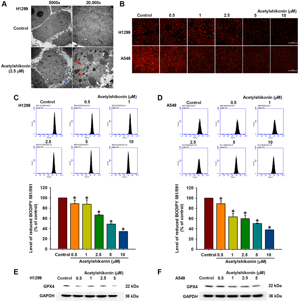 Acetylshikonin induced necroptotic lipid peroxidation in NSCLC cells. (A) Transmission electron microscopy analysis showing impaired membrane integrity (blue arrow) after treating H1299 cells with acetylshikonin for 6 h. The red arrow indicates mitochondria, and the white arrow indicates lysosomes. 5,000×: Scale bar = 2 μm. 20,000×: Scale bar = 0.5 μm. (B–D) Fluorescence microscope images and flow cytometry results indicating lipid peroxidation in H1299 and A549 cells incubated with acetylshikonin (0.5–10 μM) and BODIPY™ 581/591 C11 for 30 min (n = 4). Scale bar = 200 μm. (E, F) Western blot analysis showing GPX4 protein expression in H1299 and A549 cells following treatment with acetylshikonin (0.5–10 μM) for 24 h (n = 4). Untreated cells were used as controls. Results are shown as means ± SD. *p 