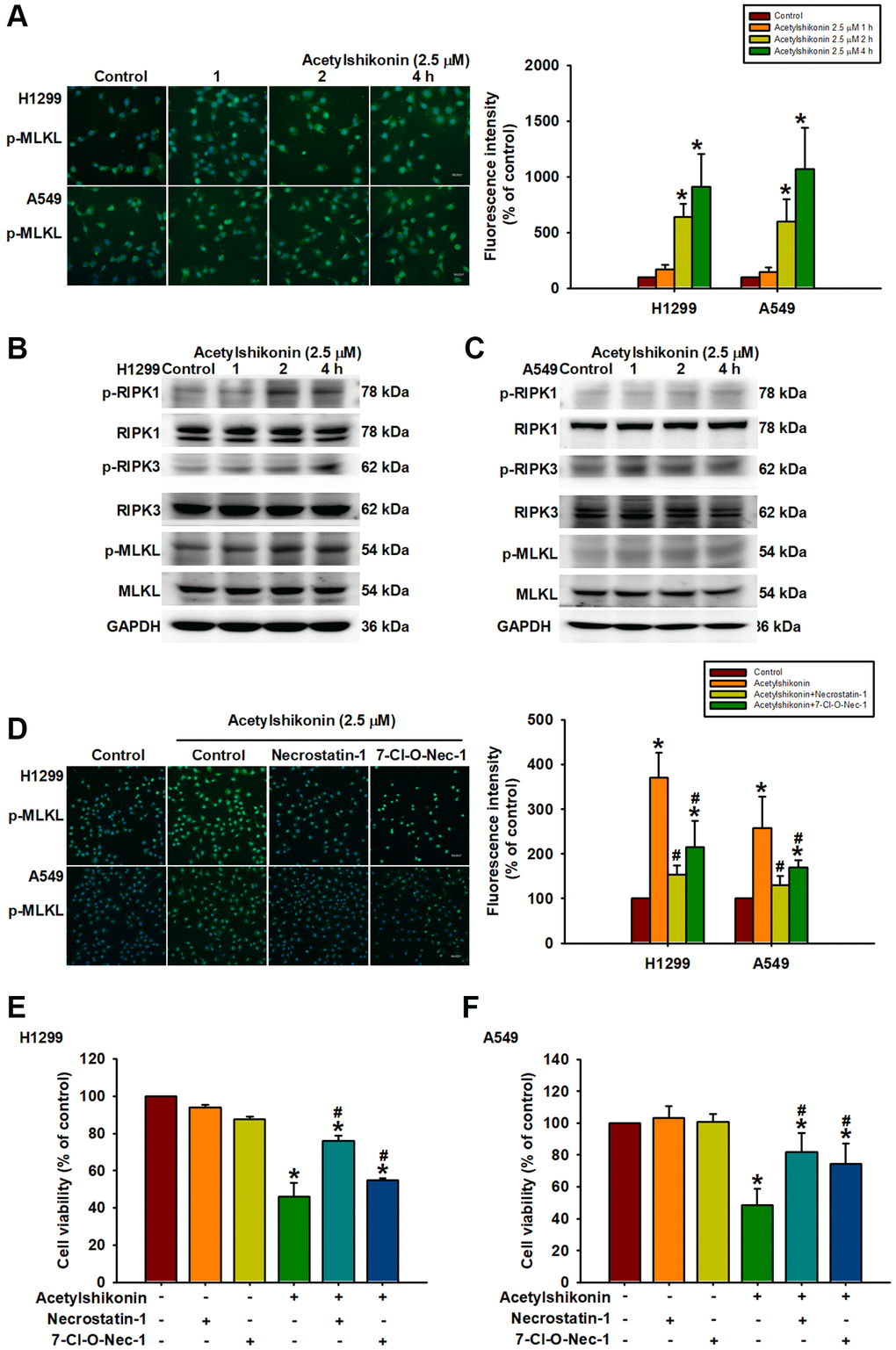 Acetylshikonin promoted cell death via necroptotic RIPK1, RIPK3, and MLKL signaling activation. (A) Fluorescence microscope images showing MLKL phosphorylation in H1299 and A549 cells following incubation with acetylshikonin (2.5 μM) for 0–4 h. Scale bar = 50 nm. (B, C) Western blot analysis showing RIPK1, RIPK3, and MLKL protein phosphorylation levels in NSCLC cells treated with acetylshikonin (2.5 μM) for 0–4 h (n = 4). (D) Fluorescence microscope images showing MLKL phosphorylation in H1299 and A549 cells preincubated with necrostatin-1 (20 nM) and 7-Cl-O-Nec-1 (30 nM) for 1 h and then incubated with acetylshikonin (2.5 μM) for a further 4 h. Scale bar = 50 nm. (E, F) CCK-8 assays indicating the viability of H1299 and A549 cells preincubated with necrostatin-1 (20 nM) and 7-Cl-O-Nec-1 (30 nM) for 1 h and then incubated with acetylshikonin (2.5 μM) for a further 24 h (n = 4). Untreated cells were used as controls. Results are shown as means ± SD. *p #p 