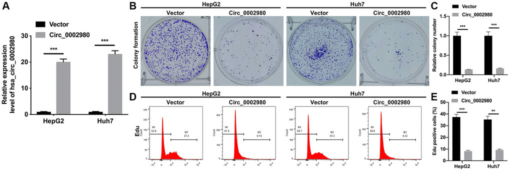 Overexpression of circ