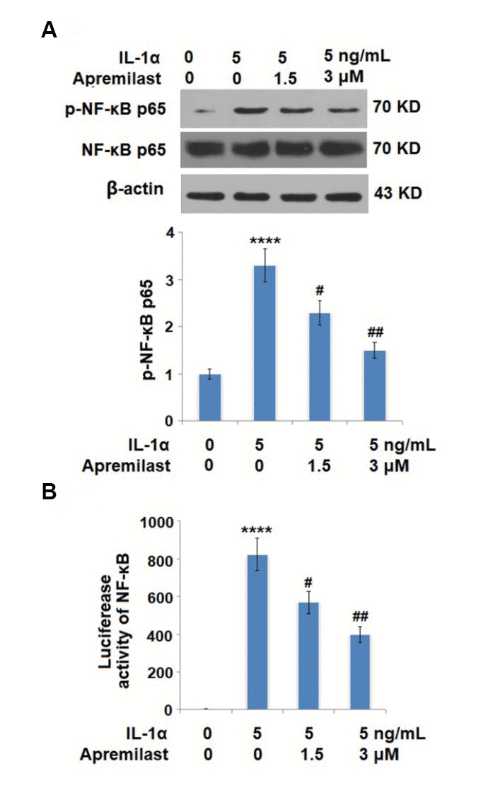 Apremilast inhibited IL-1α-induced activation of NF-kB in ESCs. Cells were stimulated with 5 ng/mL IL-1α in the presence or absence of 1.5 or 3 μM Apremilast for 6 hours. (A). Levels of p-NF-κB p65; (B). Luciferase activity of NF-κB (****P #, ##, P N = 5–6).