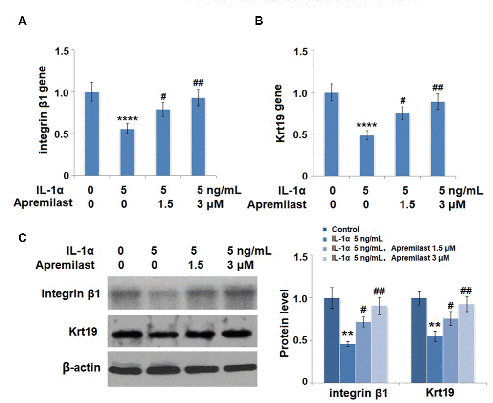 Apremilast protects ESCs against IL-1α-induced impairment in capacities of ESCs. Cells were stimulated with 5 ng/mL IL-1α in the presence or absence of 1.5 or 3 μM Apremilast for 12 hours. (A) mRNA of integrin β1; (B). mRNA of Krt19; (C). Protein levels of integrin β1 and Krt19 (**, ****, P #, ##, P N = 5).