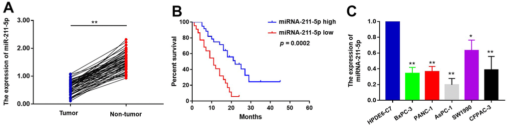 The expression levels of miR-211-5p in PC tissues and cells. (A) The expression of miR-211-5p was detected by qRT-PCR between PC tissues and corresponding adjacent tissues (n=58, p B) Kaplan–Meier survival curve of the relationship between miR-211-5p high and low expression groups and the prognosis of PC patients (n=58, p=0.0002, Log-rank test). (C) The expression of miR-211-5p in HPDEC, PANC-1, AsPC-1, SW1990, BxPC-3 and CFPAC-1 cells analyzed by qRT-PCR. Data represent the mean ± SD of triplicate experiments and were statistically analyzed with Student’s t-test, *p p 