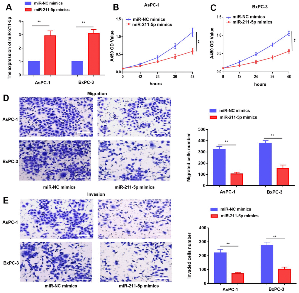 Overexpression of miR-211-5p inhibited cell proliferation and metastasis in PC in vitro. (A) miR-211-5p expression was analyzed in AsPC-1 and BxPC-3 cells transient transfected with miR-NC mimics, and miR-211-5p mimics by qRT-PCR. (B, C) CCK-8 analysis with miR-211-5p mimics or miR-NC mimics in AsPC-1 and BxPC-3. (D, E) Transwell assay for cell migration with miR-211-5p mimics or miR-NC mimics in AsPC-1 and BxPC-3. **p 