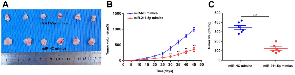 Overexpression of miR-211-5p inhibits tumor proliferation in vivo. (A) The images of tumors the miR-NC mimics and miR-211-5p mimics groups. (B) Comparison of tumor volume of the two groups every 5 days. (C) Comparison of tumor weight of the two groups 45 days after the subcutaneous injection. *p p 