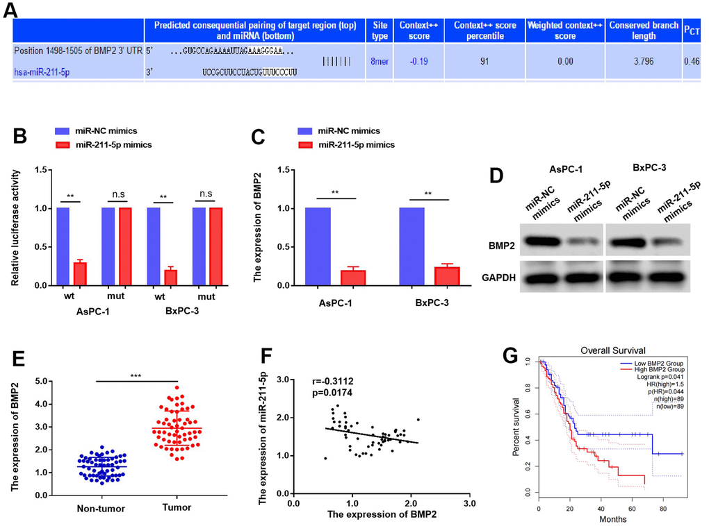 Targeting of BMP2 by miR-211-5p in PC. (A) BMP2 was predicted as a potential targets of miR-211-5p. (B) The luciferase activity of BMP2 WT or MUT’3 level of BMP2 affected with miR-211-5p mimics in AsPC-1 and BxPC-3. (C, D) the expression mRNA and protein of BMP2 with miR-211-5p mimics in AsPC-1 and BxPC-3 cells tested by qRT-PCR and western blot. (E) The expression of BMP2 mRNA is upregulated in PC tissues. (F) The relationship of BMP2 and miR-211-5p in PC. (r = −0.3112, p = 0.0174). (G) The overall survival time of PC patients with different expression of BMP2.