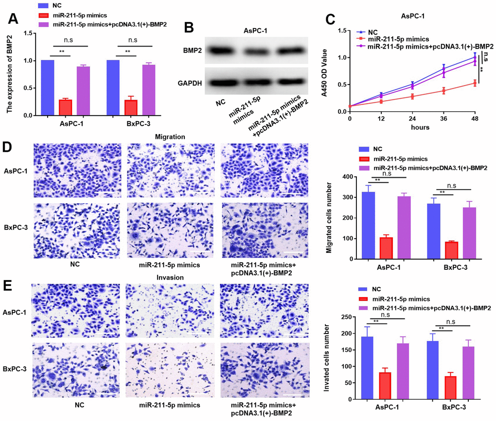 MiR-211-5p effect rescued by the overexpression of BMP2 in PC. (A, B) Expression of mRNA and protein of BMP2 in PC cells under transfection of miR-211-5p mimics and plasmid of pcDNA3.1(+)-BMP2. (C) Cell proliferation in PC cells under transfection of miR-211-5p mimics and pcDNA3.1(+)-BMP2 plasmid. (D, E) Transwell assay for PC cells migration under transfection of miR-211-5p mimics and pcDNA3.1(+)-BMP2. **p 