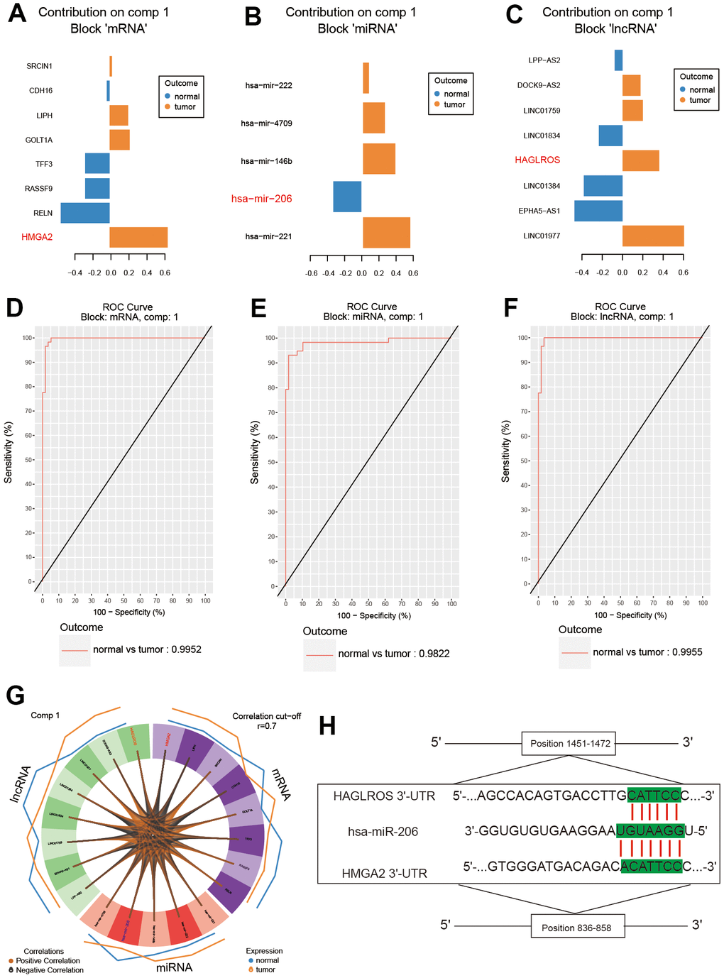 Analysis of the results of differential expression. (A–C) LncRNA HAGLROS, miR-206 and HMGA2 were selected based on differential expression. (D–F) ROC curves for lncRNA HAGLROS, miR-206 and HMGA2. (G) The correlations between differentially expressed RNAs in PTC and normal tissues. (H) Possible binding sites among LncRNA HAGLROS, miR-206 and HMGA2.