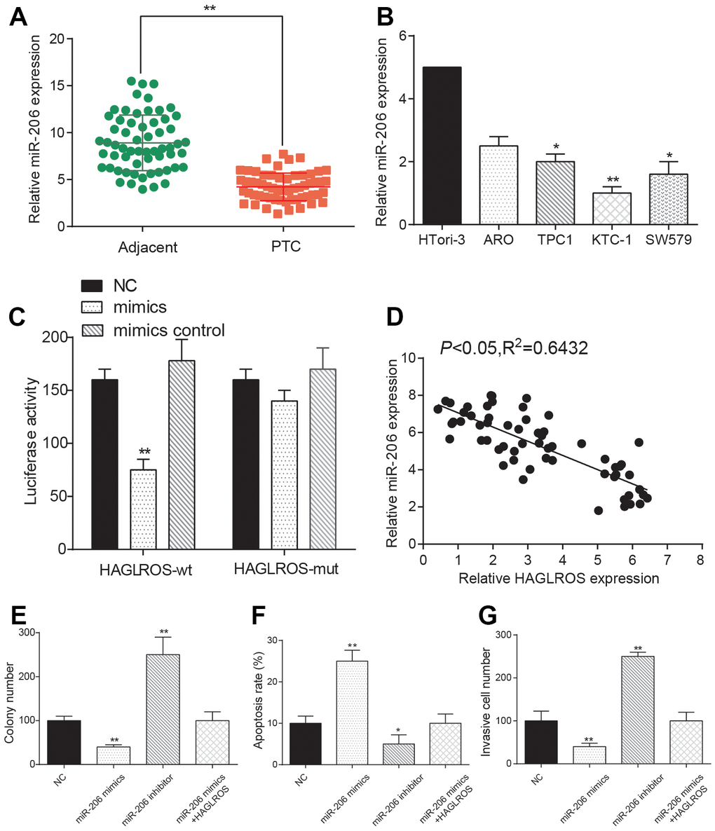 LncRNA HAGLROS rescues the effects of miR-206 on PTC cells. (A) miR-206 is down-regulated in PTC tissue. (B) miR-206 expression in PTC cell lines is lower than normal cells. (C) Dual luciferase assay showed that the expression level of miR-206 in HAGLROS-WT was lower than that of HAGLROS-MUT. The NC group was treated with PBS and the mimic control group was treated with nonsense sequence as the control group of mimics. (D) Negative correlation between HAGLROS and miR-206. (E) miR-206 inhibited proliferation of PTC cells and shHAGLROS+ miR-206 weakened the suppression. (F) miR-206 promotes apoptosis of PTC cells and shHAGLROS+ miR-206 weakened the promotion. (G) miR-206 inhibits cell invasion and shHAGLROS+ miR-206 weakened the suppression.