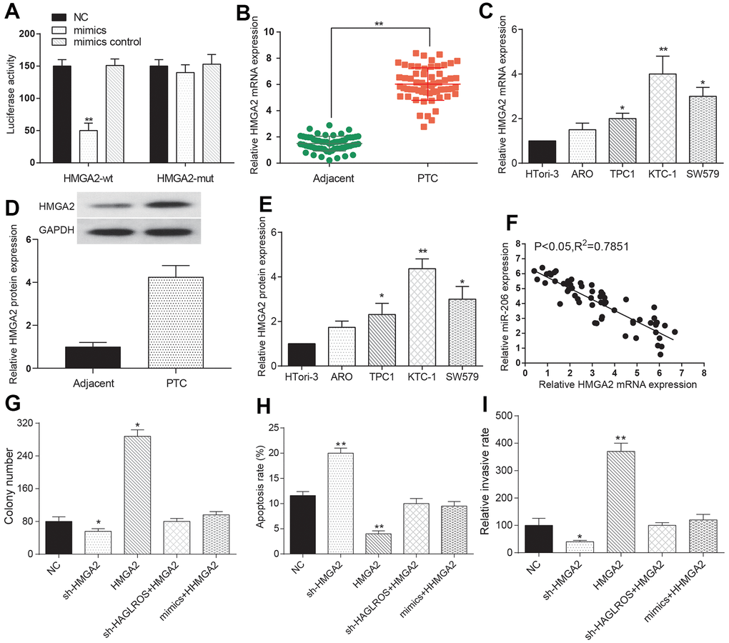 MiR-206 rescues the effects of HMGA2 on PTC cells. (A) The expression level of miR-206 in HMGA2-WT is lower than that in HMGA2-MUT. The NC group was treated with PBS and the mimic control group was treated with nonsense sequence as the control group of mimics. (B) HMGA2 over-expressed in PTC tissue. (C) HMGA2 over-expressed in PTC cells. (D, E) Western blotting was used to detect the protein expression level of HMGA2 in clinical tissues and cells. (F) HMGA2 negatively correlated with miR-206. (G) HMGA2 promotes PTC cell proliferation and the promotion effect weakened after the addition of shHAGLROS or miR-206. (H) HMGA2 inhibited PTC cell apoptosis and effect weakened after shHAGLROS or miR-206 was added. (I) HMGA2 enhanced cell invasion ability and the enhancement effect faded after adding shHAGLROS or miR-206.