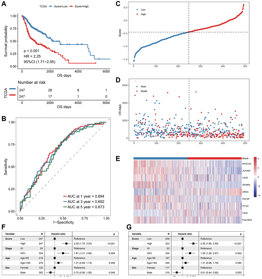 The performance of the model in the training cohort. (A) The survival curve of patients in high- and low-Score groups. The abscissa axis represents the overall survival days; The vertical axis represents survival probability; Different colors represent different subgroups. (B) The ROC curve for predicting the 1-, 3-, and 5-year survival of HNSCC patients according to the Score. The abscissa axis represents specificity; The vertical axis represents sensitivity; Different colors represent different time subgroups. (C) The distribution of the Score in HNSCC patients. The abscissa axis represents time; The vertical axis represents cumulative score; Different colors represent different score subgroups. (D) The survival status of HNSCC patients. The abscissa axis represents time; The vertical axis represents overall survival days; Different colors represent different survival status. (E) The expression profiles of the nine genes involved in the model of each sample, the Score increasing gradually from left to right. (F) Forest plots show the results of univariate Cox regression analyses performed on clinical characteristics. (G) Forest plots show the results of multivariate Cox regression analyses performed on clinical characteristics.