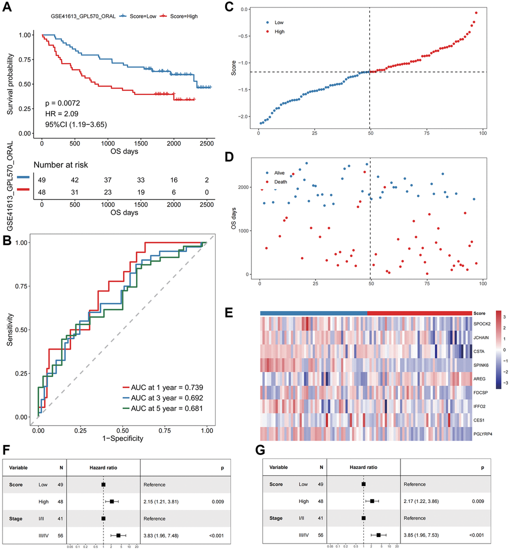 The performance of the model in the validation cohort (GSE41613). (A) The survival curve of patients in high- and low-Score groups. The abscissa axis represents the overall survival days; The vertical axis represents survival probability; Different colors represent different subgroups. (B) The ROC curve for predicting the 1-, 3-, and 5-year survival of HNSCC patients according to the Score. The abscissa axis represents specificity; The vertical axis represents sensitivity; Different colors represent different time subgroups. (C) The distribution of the Score in HNSCC patients. The abscissa axis represents time; The vertical axis represents cumulative score; Different colors represent different score subgroups. (D) The survival status of HNSCC patients. The abscissa axis represents time; The vertical axis represents overall survival days; Different colors represent different survival status. (E) The expression profiles of the nine genes involved in the model of each sample, the Score increasing gradually from left to right. (F) Forest plots show the results of univariate Cox regression analyses performed on clinical characteristics. (G) Forest plots show the results of multivariate Cox regression analyses performed on clinical characteristics.