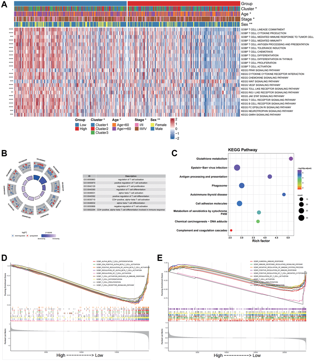 Functional enrichment analysis for different groups in bulk data and scRNA data. (A) GOBP and KEGG pathway enrichment analysis of the bulk data calculated by GSVA. (B) GO enrichment analysis of the scRNA data by the “clusterProfiler”. (C) KEGG pathway enrichment analysis of the scRNA data by the “clusterProfiler”. The left column represents the name of the enrichment pathway, the balloon in the middle column represents the weight of the corresponding pathway, and the right column represents the corresponding annotation. (D) GSEA analysis results based on the bulk data. The abscissa axis represents the high and low grouping; The vertical axis represents the Running Enrichment Score. Curves of different colors represent different pathways. (E) GSEA analysis based on the scRNA data. The abscissa axis represents the high and low grouping; The vertical axis represents the Running Enrichment Score. Curves of different colors represent different pathways.