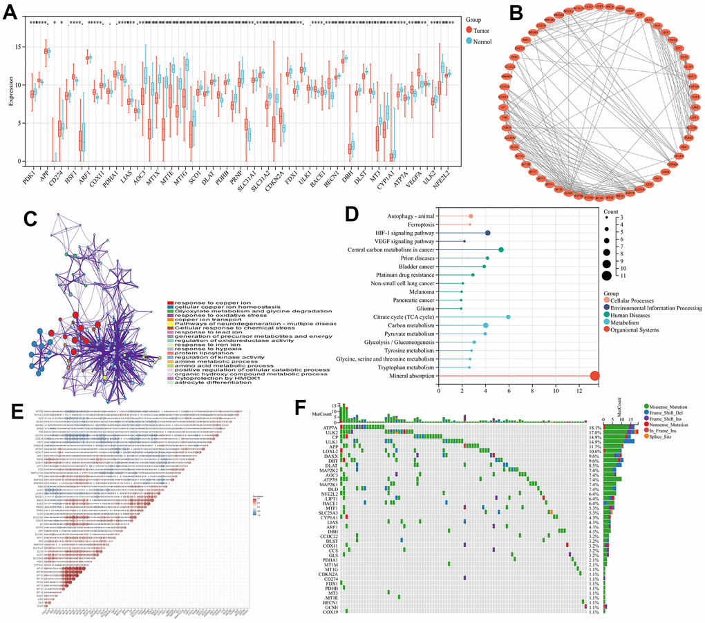 Study of the cuproptosis-related genes within CRC. (A) 61 CRGs transcriptional difference among normal and tumor tissues (B) Interactions among CRGs. The lines among the genes indicate their interactions. (C) GO analyses of CRGs (D) KEGG analyses of CRGs (E) Correlation analysis of CRGs (F) The waterfall plot of tumor somatic mutations of CRGs.